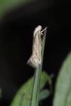 Elachista rufocinerea
