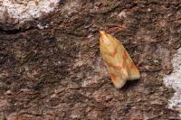 Clepsis pallidana