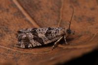 Rhopobota stagnana