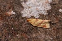 Clepsis pallidana