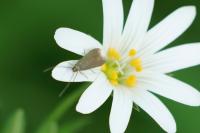 Coleophora lutarea