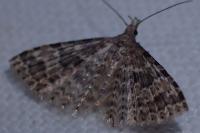Alucita hexadactyla