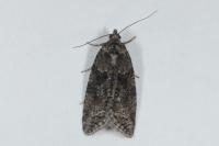 Cnephasia
