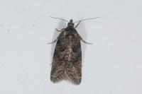 Cnephasia