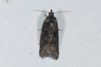 Cnephasia