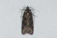 Cnephasia