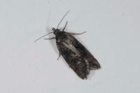 Cnephasia