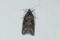 Cnephasia
