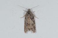 Cnephasia