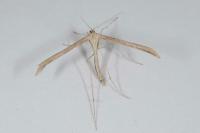 Emmelina monodactyla