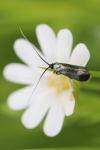 Adela reaumurella