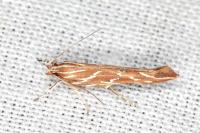 Pyroderces argyrogrammos