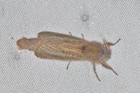 Phragmataecia castaneae