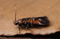 Pancalia leuwenhoekella