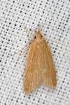 Helcystogramma rufescens