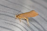 Crassa unitella