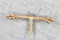 Oxyptilus