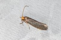 Cephimallota crassiflavella