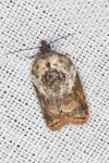 Acleris variegana