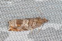 Ancylis achatana