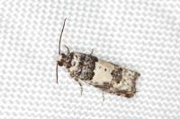 Epinotia thapsiana