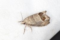 Notocelia uddmanniana