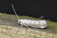 Yponomeuta