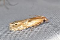 Eucosma gr. cana
