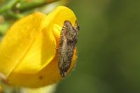 Cydia gr. succedana