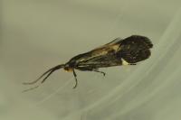 Esperia sulphurella