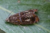 Olethreutes arcuella