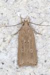 Helcystogramma triannulella