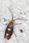 Incurvaria masculella