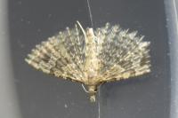 Alucita hexadactyla