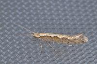 Plutella xylostella