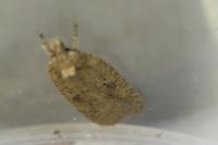 Agonopterix