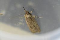 Depressaria