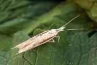 Ypsolopha mucronella