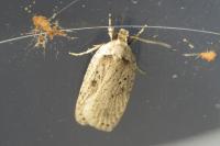 Agonopterix yeatiana