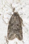 Cnephasia