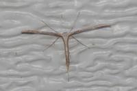 Emmelina monodactyla