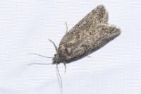 Cnephasia
