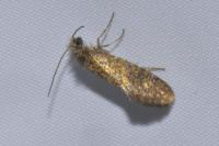 Dyseriocrania subpurpurella