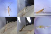 Calybites phasianipennella