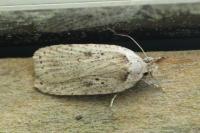 Agonopterix yeatiana