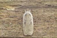 Agonopterix yeatiana