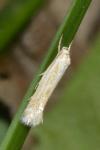 Elachista rufocinerea