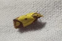 Agapeta zoegana