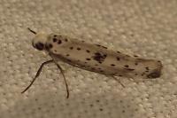 Yponomeuta plumbella