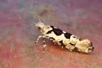 Ypsolopha sequella